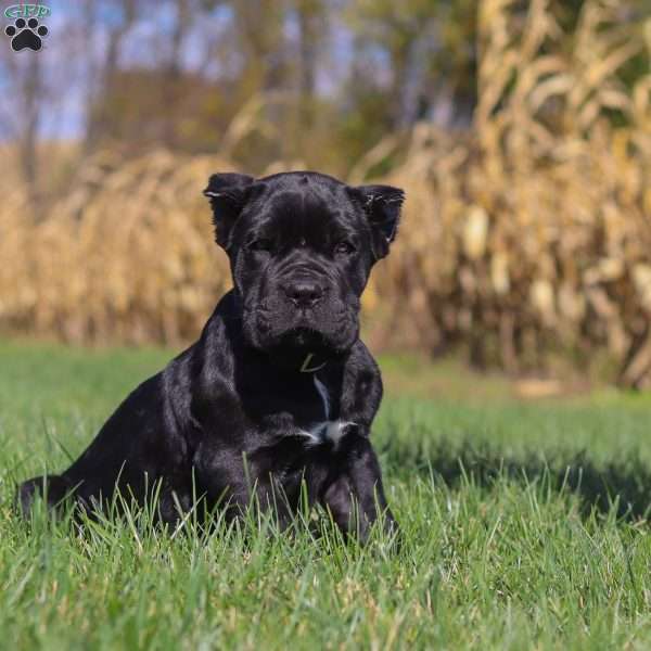 Enzo, Cane Corso Puppy